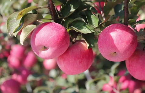 革命老区的fun88乐天使苹果王